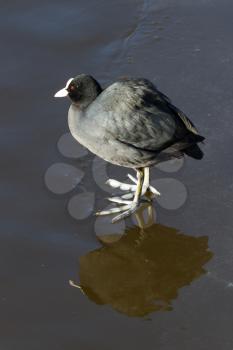 A common coot on the ice