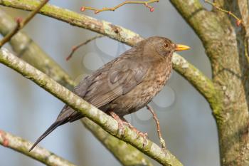 A female blackbird in a tree (Holland)