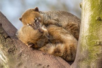 Two coatimundis are sleeping in a tree