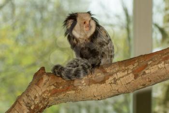 One Tufted-eared Marmoset in a dutch zoo