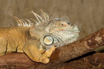 A green iguana in a dutch zoo
