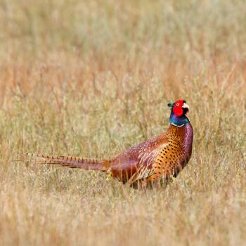 A common Pheasant in it's natural habitat