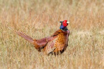 A common Pheasant in it's natural habitat