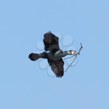 A cormorant with a twig in it's beak