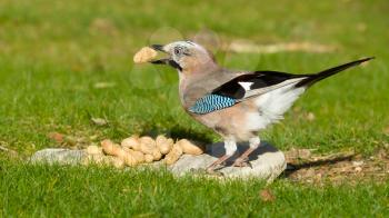 A Jay bird (Garrulus glandarius) is eating a peanut
