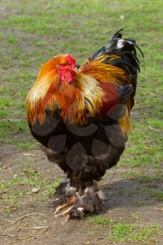 A Colorful rooster on a farm (Holland)