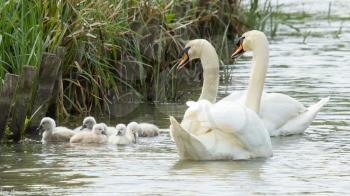 Cygnets are swimming in the water with their parents