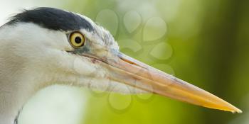 Close-up of a great blue heron (Holland)