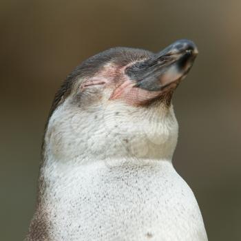 Close-up of a humboldt penguin in a dutch zoo