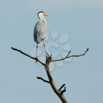 Great blue heron in top of a tree