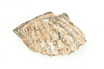 Very old fossil of a shell, isolated on white
