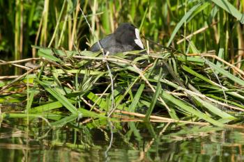 Common coot sitting on a nest (spring)