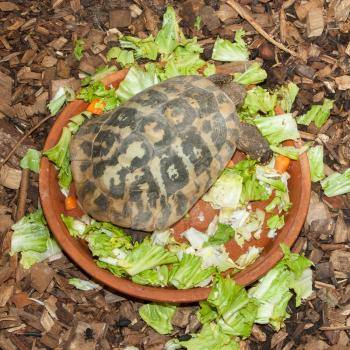 Hermann's Tortoise, turtle in a salad bowl, testudo hermanni