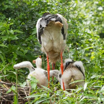 Stork with two chicks in a nest (Holland)