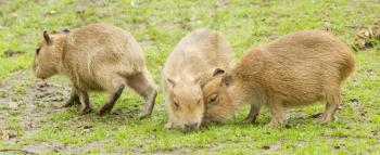 Capybara (Hydrochoerus hydrochaeris) grazed on a green lawn