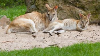 Two kangaroos resting in the sand (Holland)