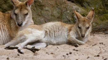 Two kangaroos resting in the sand (Holland)