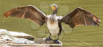 Phalacrocorax carbo (cormorant) drying it's wings on a rock