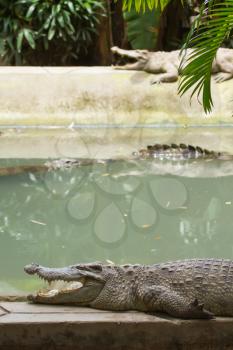 Crocodiles resting in the sun (zoo Saigon, Vietnam)