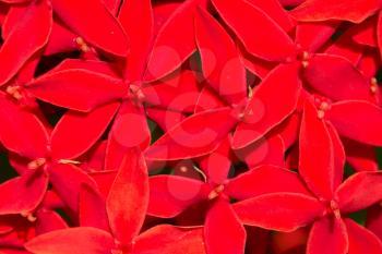 Big bunch of bright red flowers, isolated