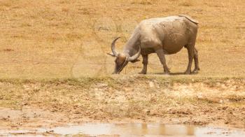 Large water buffalo grazing in a field
