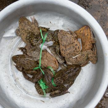 Toads for consumption are being sold on a Vietnamese market (Dong Hoi)
