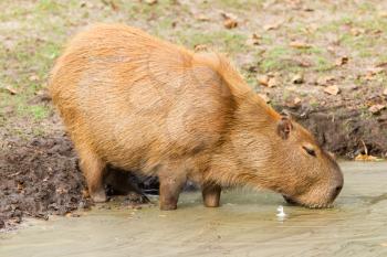 Capybara (Hydrochoerus hydrochaeris) drinking from a dirty pool (Holland)