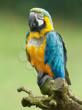 Close-up of a macaw parrot in nature