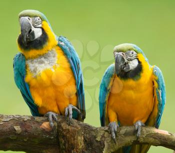 Close-up of two macaw parrots in nature