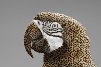 Macaw parrot with a leopard print, isolated