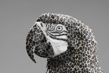 Macaw parrot with a leopard print, isolated