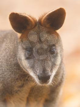 Close-up swamp wallaby in a dutch zoo, selective focus on the eyes