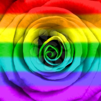 Rose in the colors of the rainbow flag