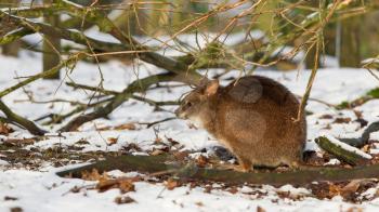 Close-up of a parma wallaby in the snow