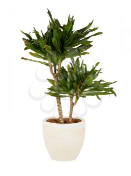 Large plant in a pot, isolated on white