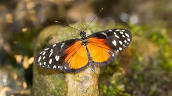 Golden helicon butterfly sitting on a rock