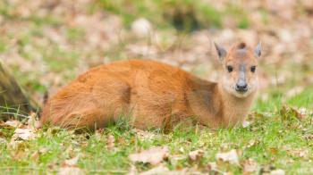 Natal red duiker (Cephalophus natalensis) in a dutch zoo