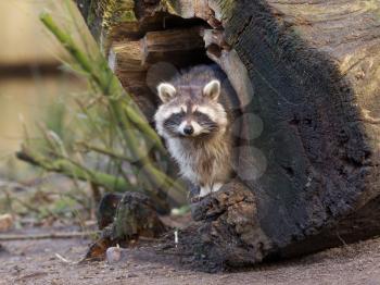 Adult raccoon at his nest, Leeuwarden, Holland