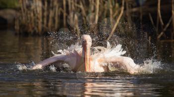 Pelican taking a refreshing, washing in a pond