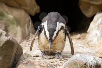 African penguin collecting nesting material in a zoo