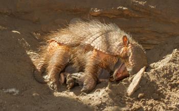 Sleeping armadillo (Chaetophractus villosus) in a dutch zoo