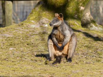Swamp wallaby is relaxing in the sun