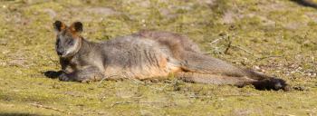 Swamp wallaby is relaxing in the sun