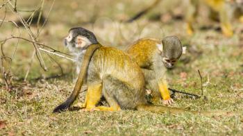 Squirrel Monkey (Saimiri boliviensis) in Holland looking for food