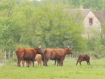 Red Angus steer in a field of green grass