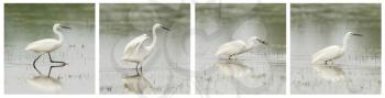 Egretta garzetta or small white heron photo series, walking in a lake