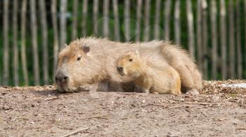 Close up of a Capybara (Hydrochoerus hydrochaeris) and a baby