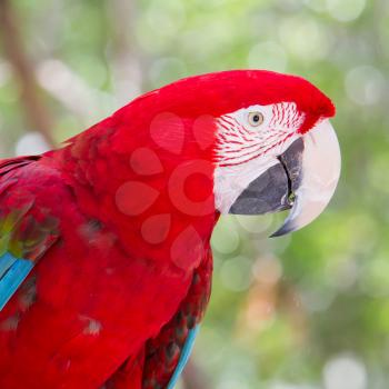 Red Macaw in a zoo in the Caribbean