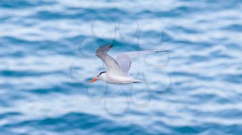 Royal Tern (Thalasseus maximus maximus) flying above the sea