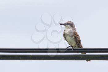 Grey Kingbird (Tyrannus dominicensis) on a power cable